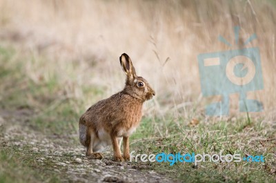 Hare - Lepus Stock Photo