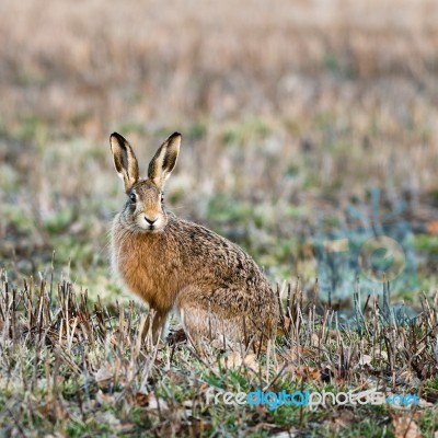 Hare - Lepus Or Jackrabbit Stock Photo