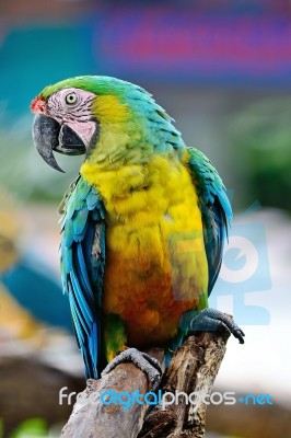 Harlequin Macaw Stock Photo