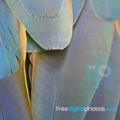 Harlequin Macaw Feathers Stock Photo