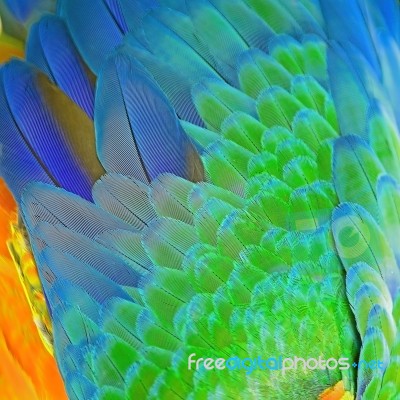 Harlequin Macaw Feathers Stock Photo