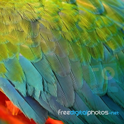 Harlequin Macaw Feathers Stock Photo