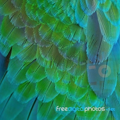 Harlequin Macaw Feathers Stock Photo