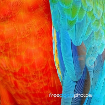 Harlequin Macaw Feathers Stock Photo