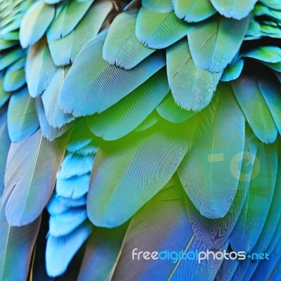 Harlequin Macaw Feathers Stock Photo