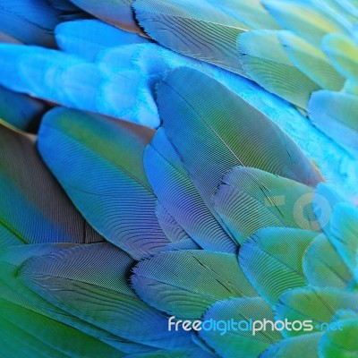 Harlequin Macaw Feathers Stock Photo