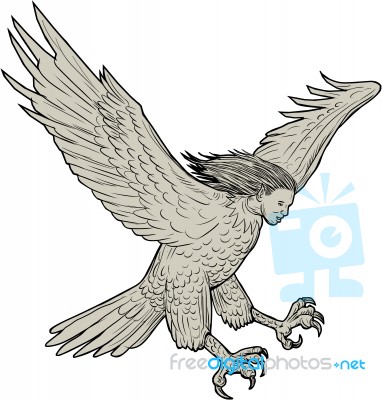 Harpy Swooping Drawing Stock Image