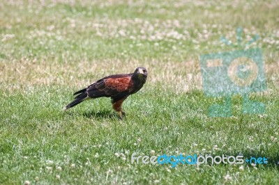 Harris Hawk Stock Photo