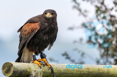 Harris Hawk (parabuteo Unicinctus) Stock Photo