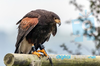 Harris Hawk (parabuteo Unicinctus) Stock Photo