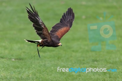 Harris Hawk (parabuteo Unicinctus) Stock Photo