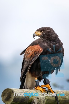 Harris Hawk (parabuteo Unicinctus) Stock Photo