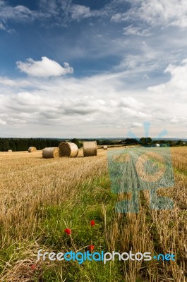 Harvest - Contry Scene - North Yorkshire - Uk Stock Photo