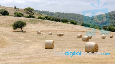 Harvest In Sardinia Stock Photo