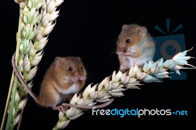 Harvest Mice On Wheat Stock Photo