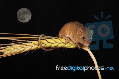 Harvest Mouse Moon Stock Photo