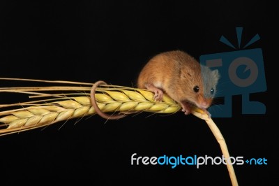 Harvest Mouse On Barely Stock Photo