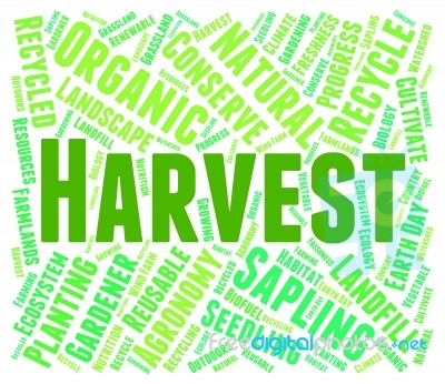 Harvest Word Showing Grain Crops And Grains Stock Image