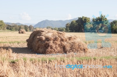 Harvested Rice In Rice Field In Thailand Stock Photo