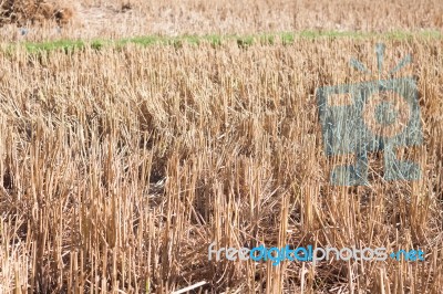 Harvested Rice In Rice Field In Thailand Stock Photo