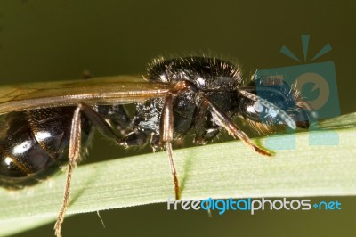 Harvester Ant (messor Barbarus) Stock Photo