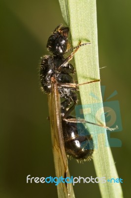 Harvester Ant (messor Barbarus) Stock Photo