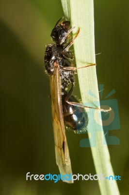 Harvester Ant (messor Barbarus) Stock Photo