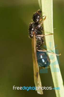 Harvester Ant (messor Barbarus) Stock Photo