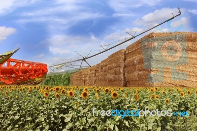 Harvester In Agriculture Field Stock Photo