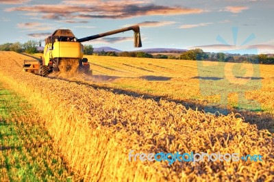 Harvesting Combine In The Wheat Field Stock Photo