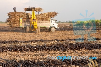 Harvesting Sugar Canes Stock Photo