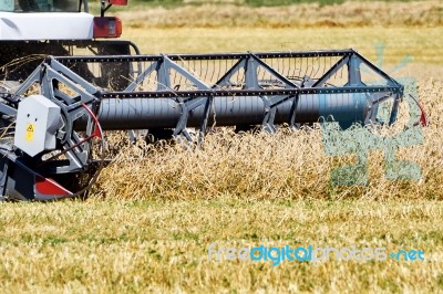 Harvesting Wheat Stock Photo