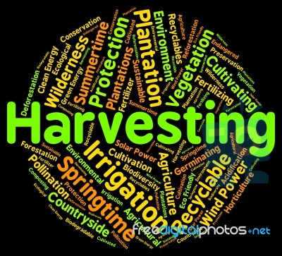 Harvesting Word Means Text Yield And Grain Stock Image