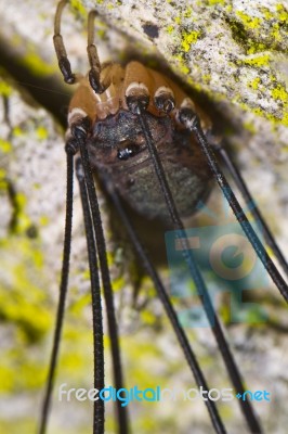 Harvestmen Stock Photo