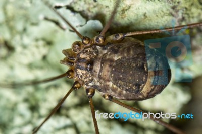 Harvestmen Stock Photo