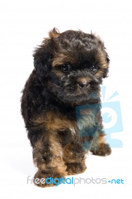 Havanese Stock Photo