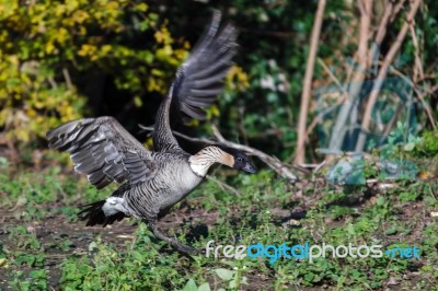 Hawaiian Goose Branta Sandvicensis Stock Photo