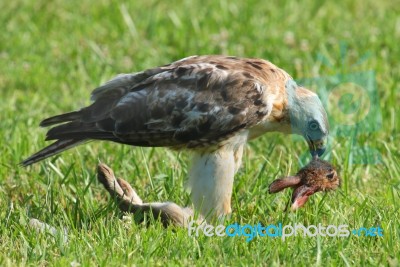 Hawk And Prey Stock Photo