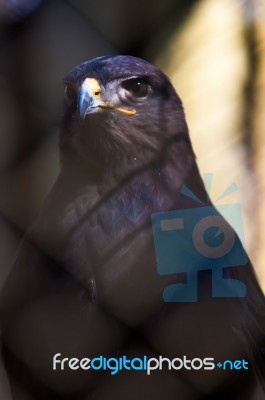 Hawk Or Falcon Stock Photo