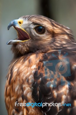 Hawk Raptor Stock Photo