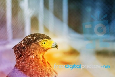 Hawks Inside A Cage Stock Photo