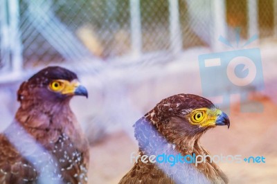 Hawks Within The Enclosure Of A Zoo Stock Photo