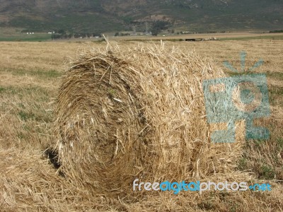 Hay Billet Close-up Stock Photo