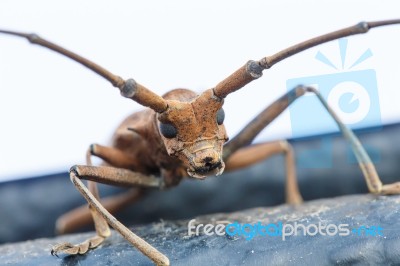 He Insects Stock Photo