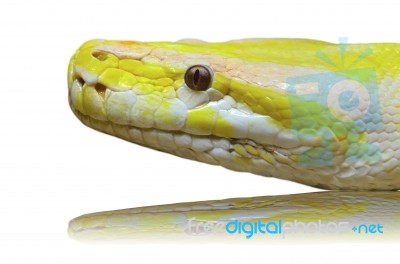 Head Albino Python Snake Isolated On White Stock Photo