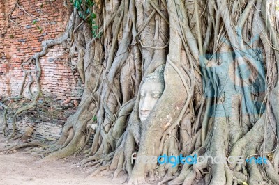 Head Buddha Statue In The Roots Tree Stock Photo