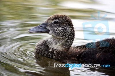 Head Of A Duck Stock Photo