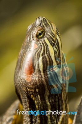 Head Of A Florida Redbelly Turtle (pseudemys Nelsoni) Stock Photo