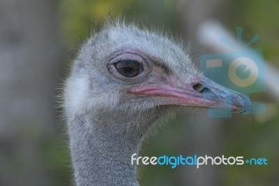 Close Up Of Emu,second Largest Bird Stock Photo