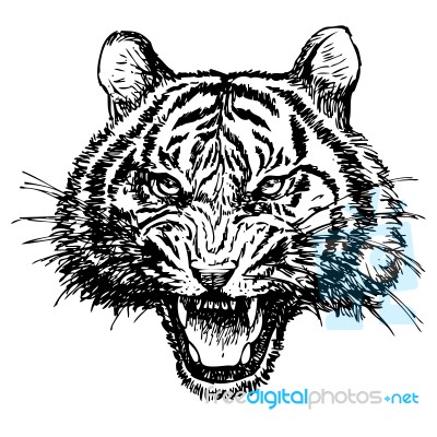 Head Of Angry Tiger Hand Drawn Stock Image